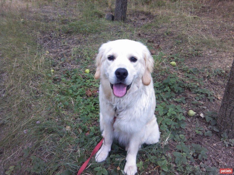 Golden Retriever, Köpek  Zerrin fotoğrafı