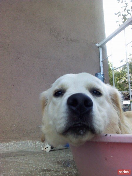 Golden Retriever, Köpek  Zerrin fotoğrafı