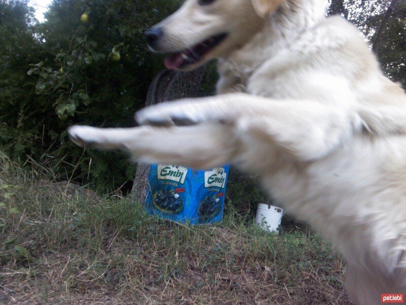 Golden Retriever, Köpek  Zerrin fotoğrafı