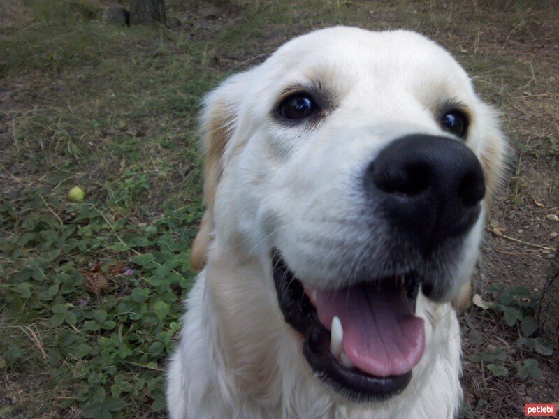 Golden Retriever, Köpek  Zerrin fotoğrafı