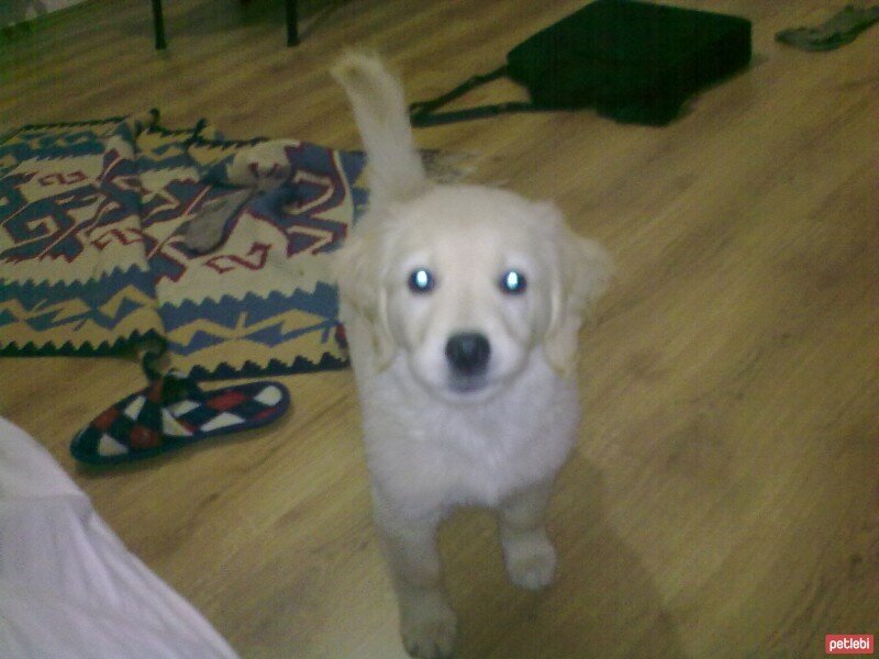 Golden Retriever, Köpek  Zerrin fotoğrafı