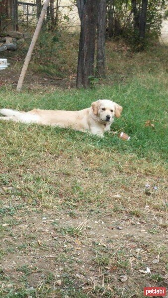 Golden Retriever, Köpek  Zerrin fotoğrafı