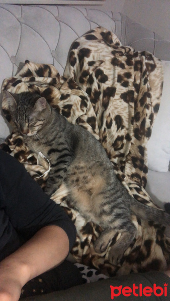 Tekir Kedi, Kedi  Miya fotoğrafı