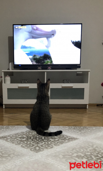 Tekir Kedi, Kedi  Miya fotoğrafı