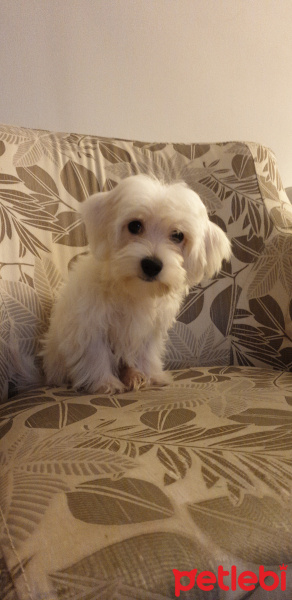 Maltese, Köpek  Hagi fotoğrafı