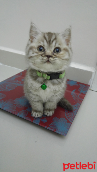 British Shorthair, Kedi  Lokum fotoğrafı