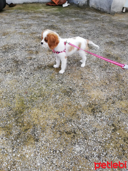 Cavalier King Charles Spanieli, Köpek  Tarçın fotoğrafı