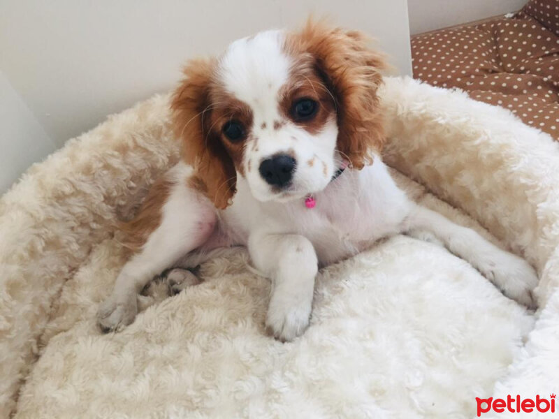 Cavalier King Charles Spanieli, Köpek  Tarçın fotoğrafı