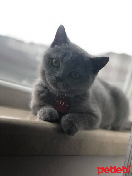 British Shorthair, Kedi  Lita fotoğrafı