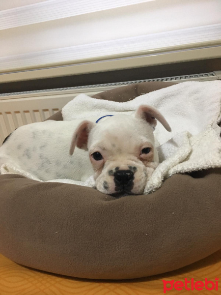 Fransız Bulldog, Köpek  Yok fotoğrafı