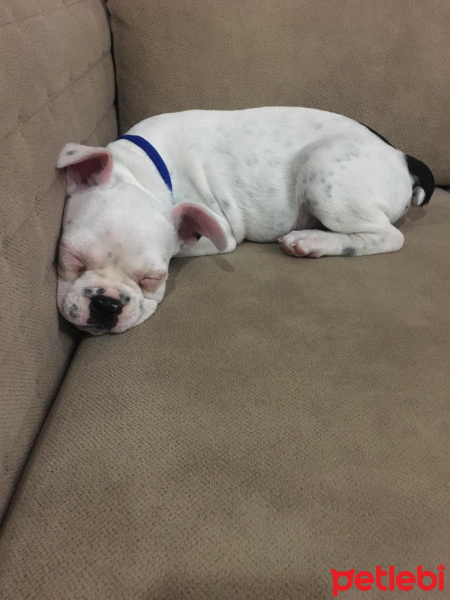 Fransız Bulldog, Köpek  Yok fotoğrafı