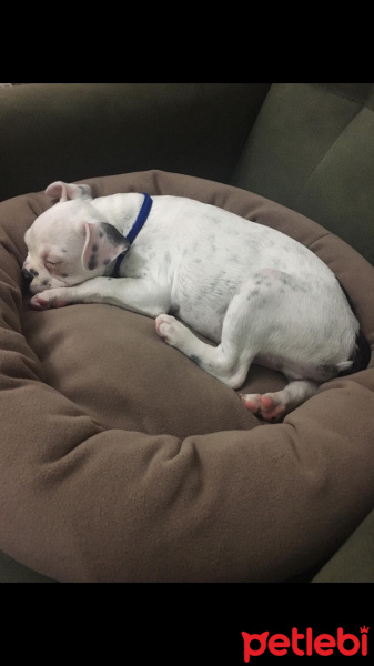 Fransız Bulldog, Köpek  Yok fotoğrafı