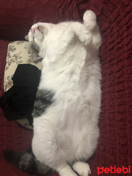 Scottish Fold, Kedi  Zeytin fotoğrafı