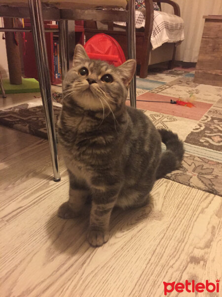 British Shorthair, Kedi  Achill fotoğrafı