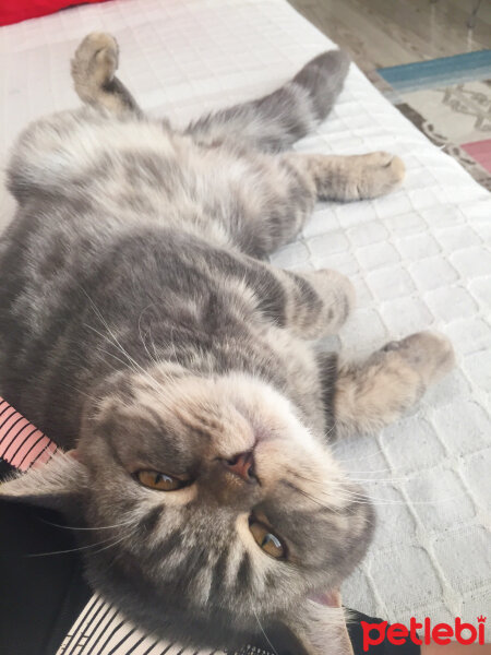 British Shorthair, Kedi  Achill fotoğrafı