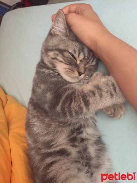 British Shorthair, Kedi  Achill fotoğrafı