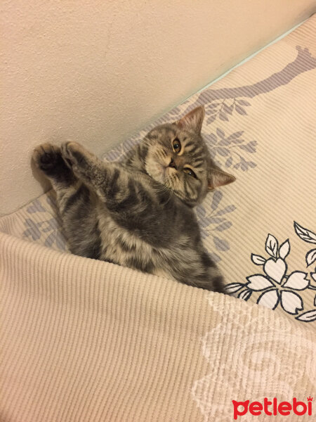 British Shorthair, Kedi  Achill fotoğrafı