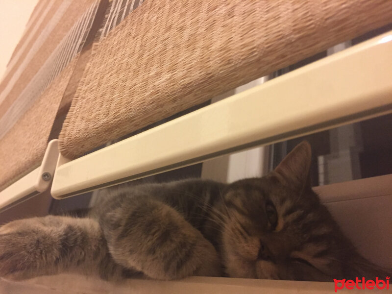 British Shorthair, Kedi  Achill fotoğrafı