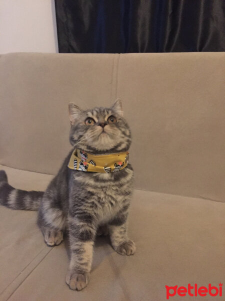 British Shorthair, Kedi  Achill fotoğrafı