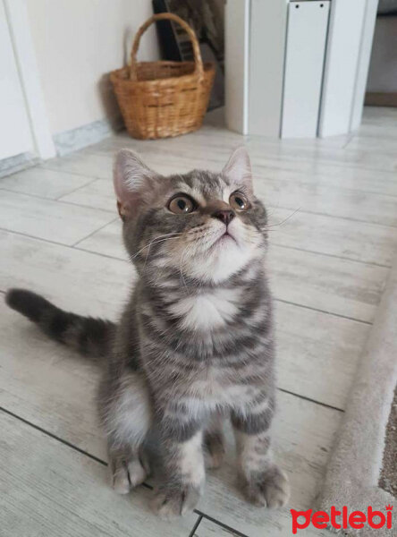 British Shorthair, Kedi  Achill fotoğrafı