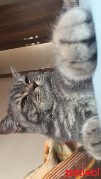 British Shorthair, Kedi  Achill fotoğrafı