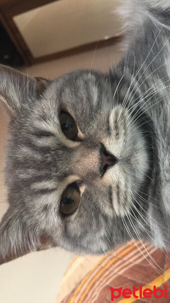 British Shorthair, Kedi  Achill fotoğrafı