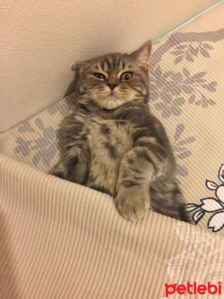 British Shorthair, Kedi  Achill fotoğrafı