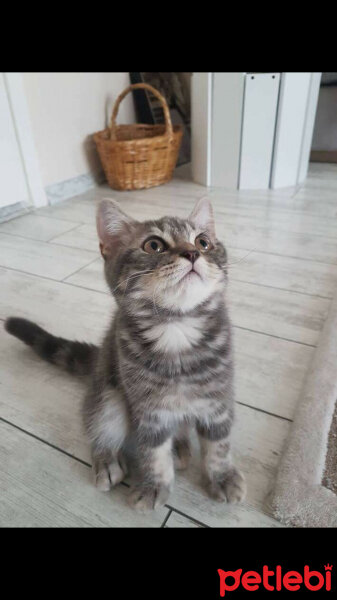 British Shorthair, Kedi  Achill fotoğrafı