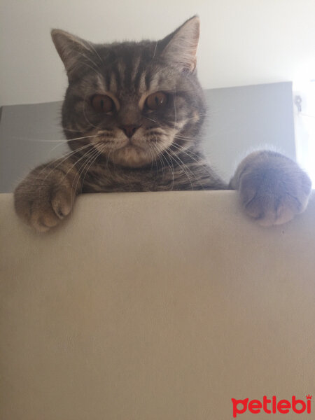 British Shorthair, Kedi  Achill fotoğrafı