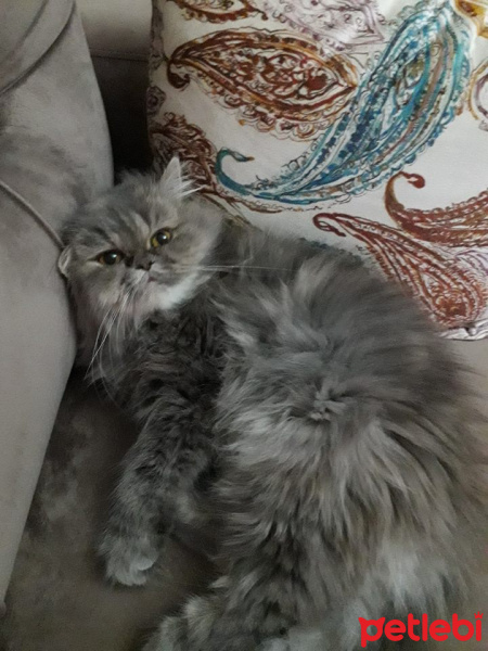 Chinchilla, Kedi  Arya fotoğrafı