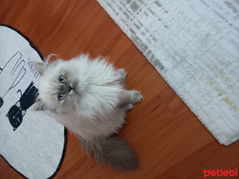 Chinchilla, Kedi  Arya fotoğrafı
