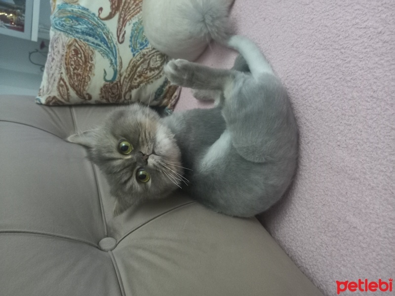 Chinchilla, Kedi  Arya fotoğrafı