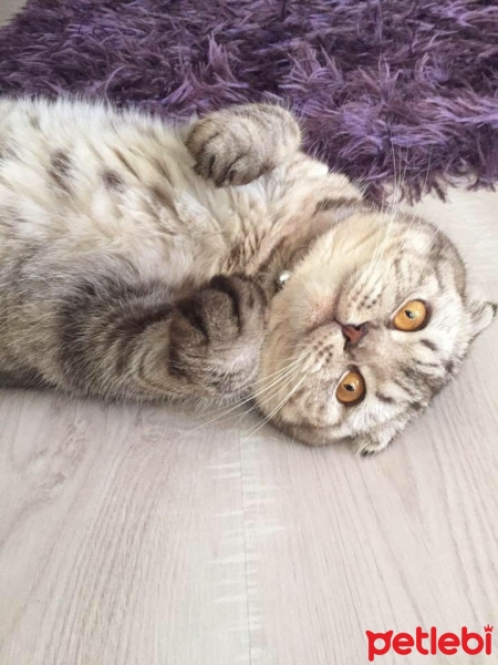 Scottish Fold, Kedi  Mimi fotoğrafı