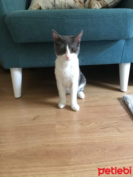 Mavi Rus, Kedi  Tombik fotoğrafı