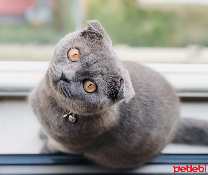 Scottish Fold, Kedi  Şakir fotoğrafı