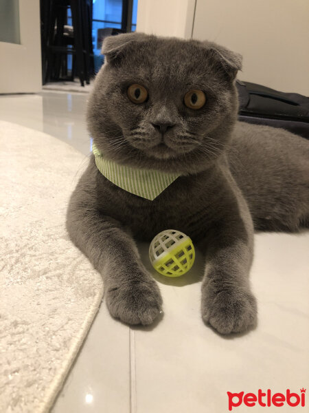 Scottish Fold, Kedi  Şakir fotoğrafı