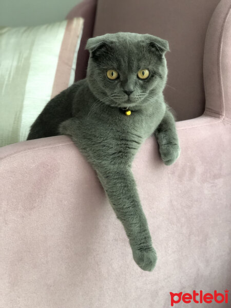 Scottish Fold, Kedi  Şakir fotoğrafı