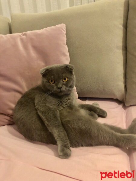 Scottish Fold, Kedi  Şakir fotoğrafı