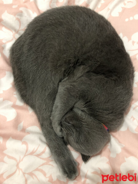 Scottish Fold, Kedi  Şakir fotoğrafı