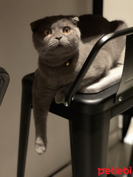 Scottish Fold, Kedi  Şakir fotoğrafı