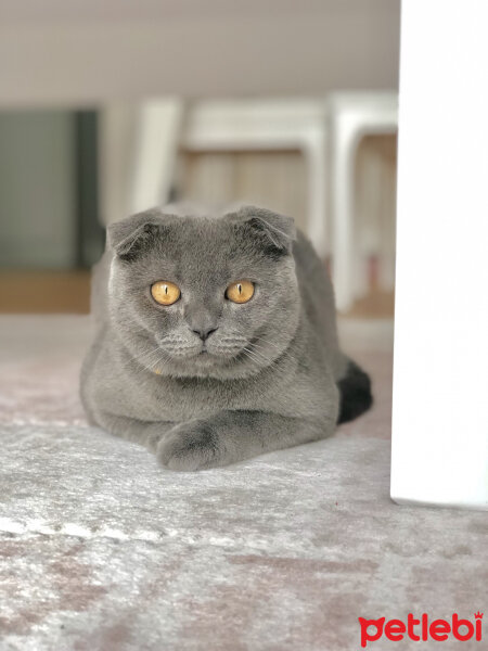 Scottish Fold, Kedi  Şakir fotoğrafı