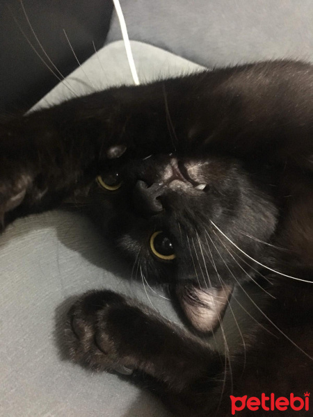Sibirya Kedisi, Kedi  Şero fotoğrafı