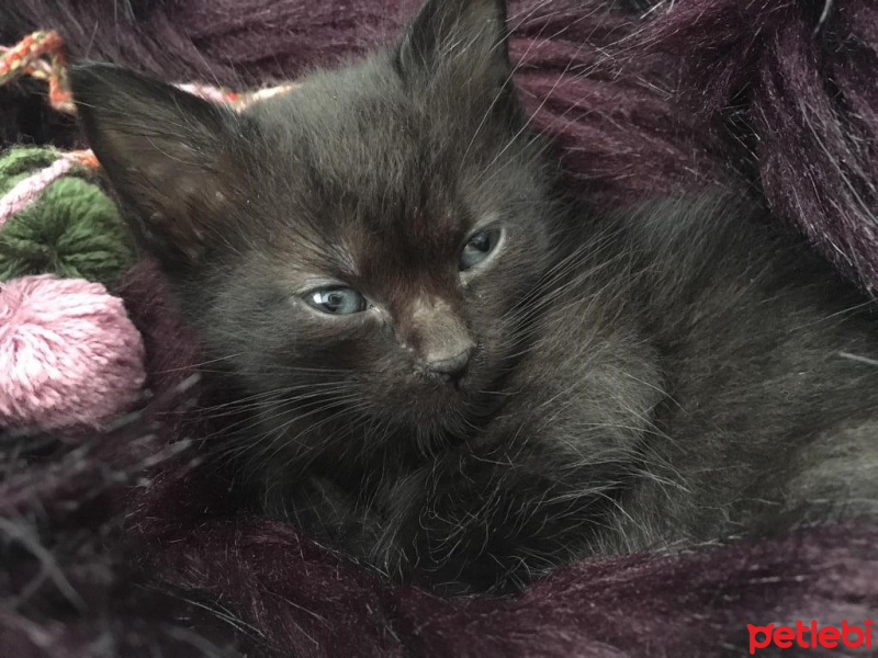 Sibirya Kedisi, Kedi  Şero fotoğrafı