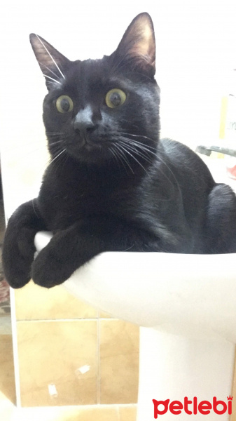Sibirya Kedisi, Kedi  Şero fotoğrafı