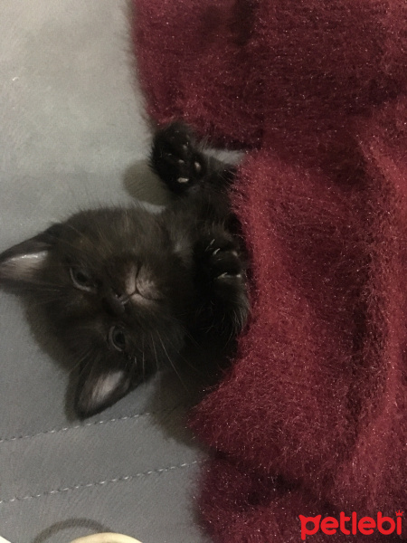 Sibirya Kedisi, Kedi  Şero fotoğrafı