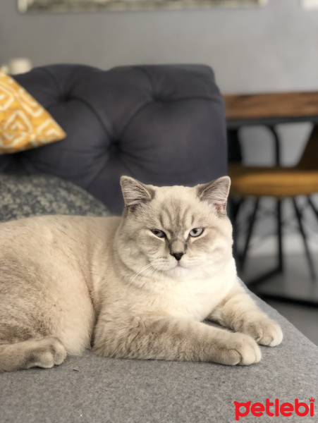 British Shorthair, Kedi  Mösyö fotoğrafı