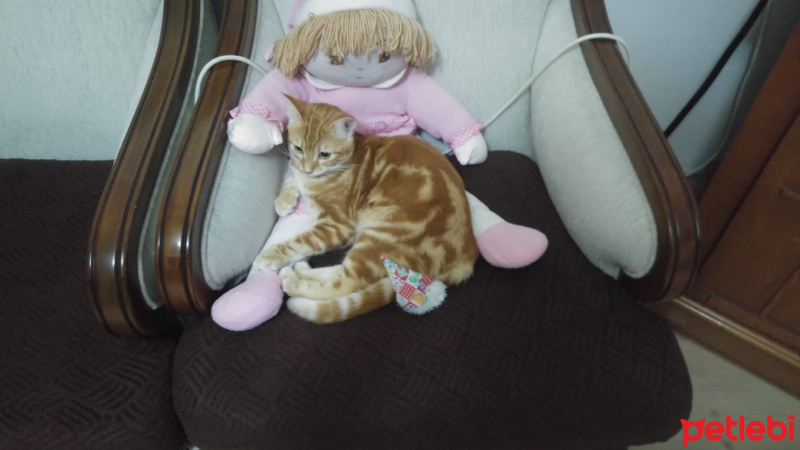 Sarman, Kedi  zoro fotoğrafı