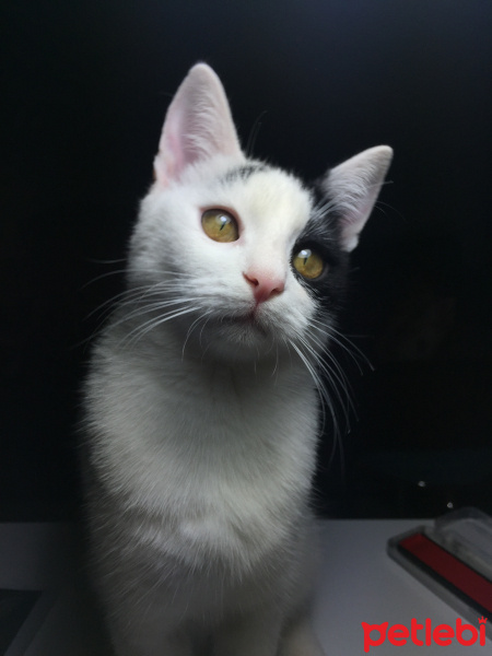 Tekir Kedi, Kedi  Mırmır fotoğrafı