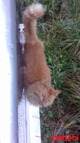 İran Kedisi (Persian), Kedi  Bonbon fotoğrafı