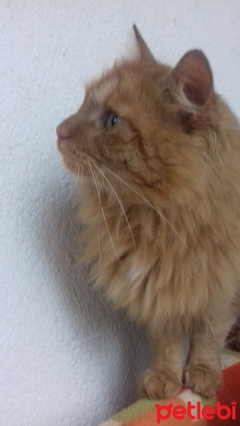 İran Kedisi (Persian), Kedi  Bonbon fotoğrafı